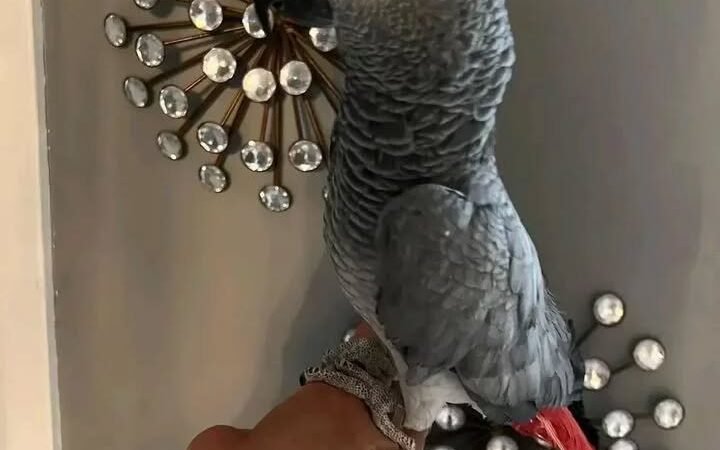 African Greys in Montana