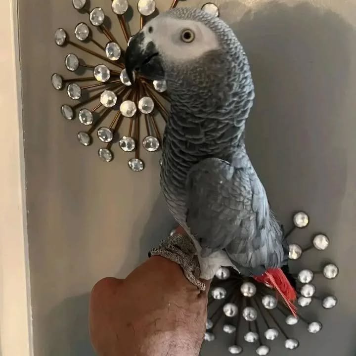 African Greys in Montana