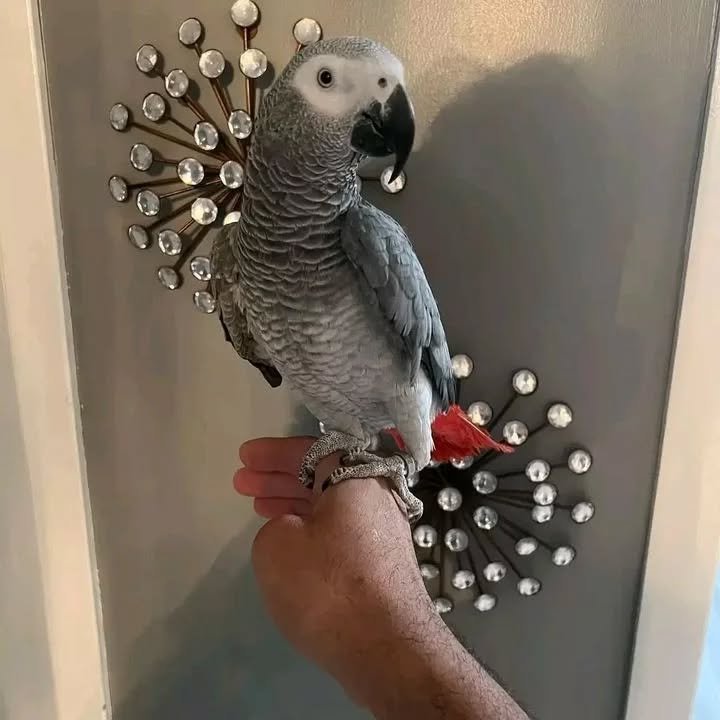 African Greys in Nebraska