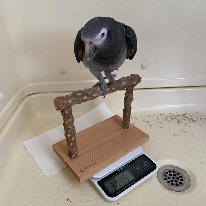 Cameroon African Grey parrots for sale Minnesota
