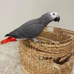 African Grey Parrots For Sale Near Me