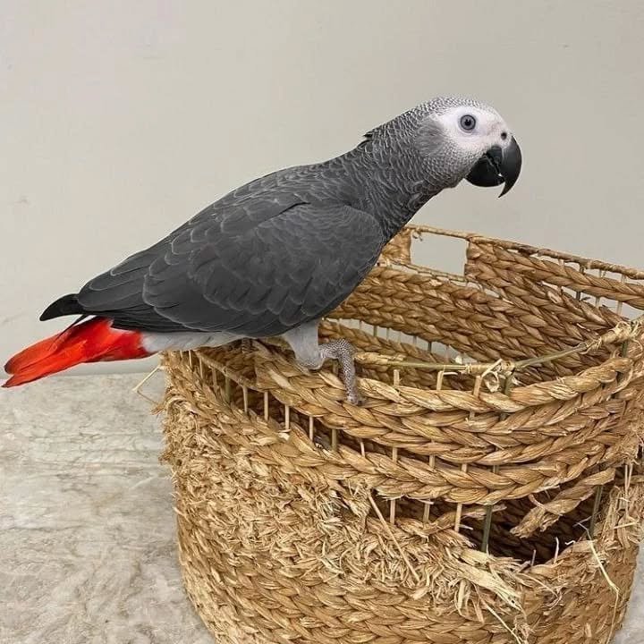 African Greys in New Hampshire