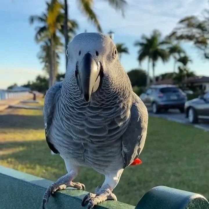 How much do African Grey Parrots cost