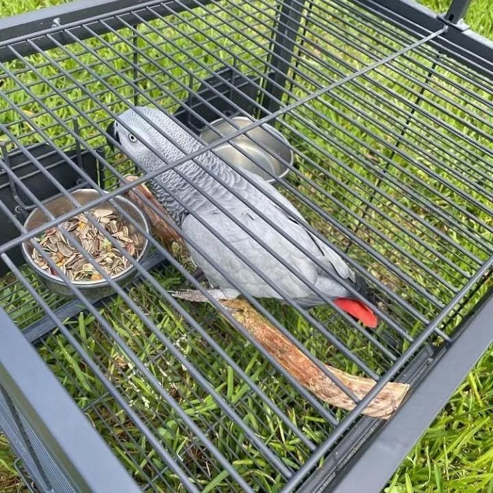 African Greys in New Mexico