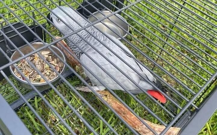Cameroon African Grey parrots for sale Kansas