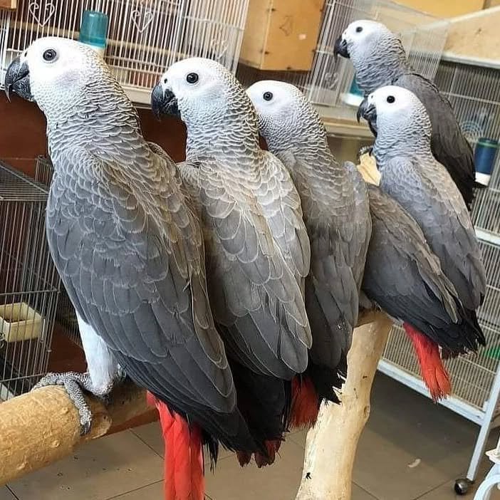 African Grey parrots for sale in Puerto Rico