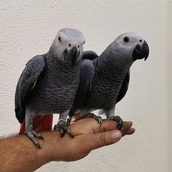 African Grey parrots for Adoption United Arab Emirates