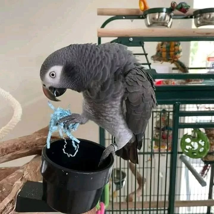 African Grey parrots for sale in Australia