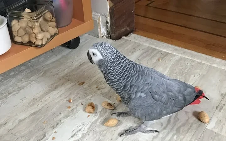Congo African Grey parrots for sale in Louisiana