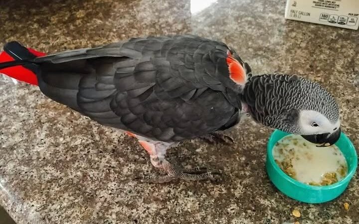 Timneh African Grey parrots for sale in Connecticut
