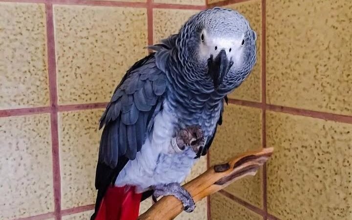 African Grey parrots for sale in Missouri