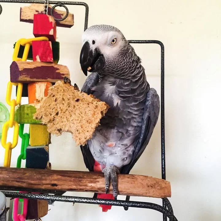 Timneh African Grey parrots for sale in Florida