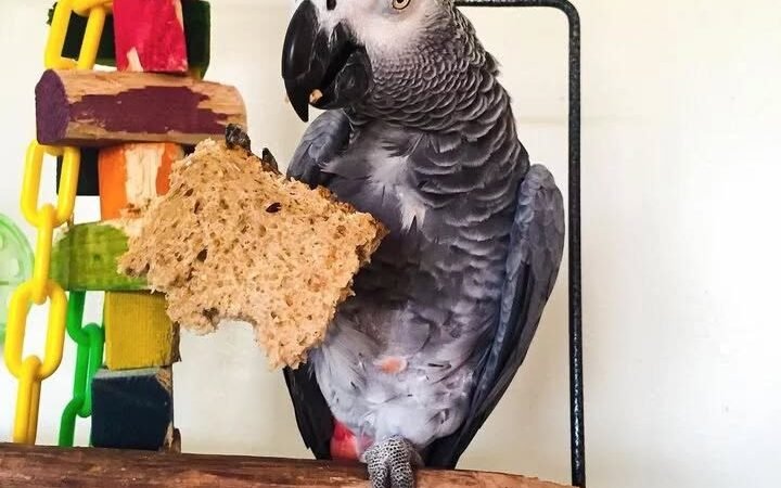 Talking African Grey parrots for sale Rhode Island