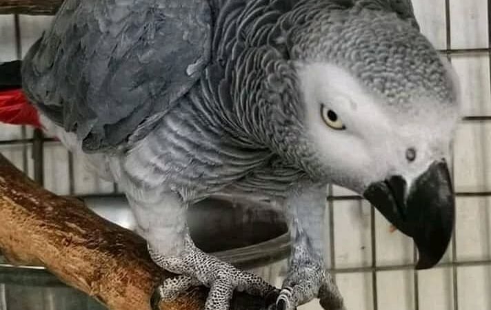 Timneh African Grey parrots for sale in Georgia