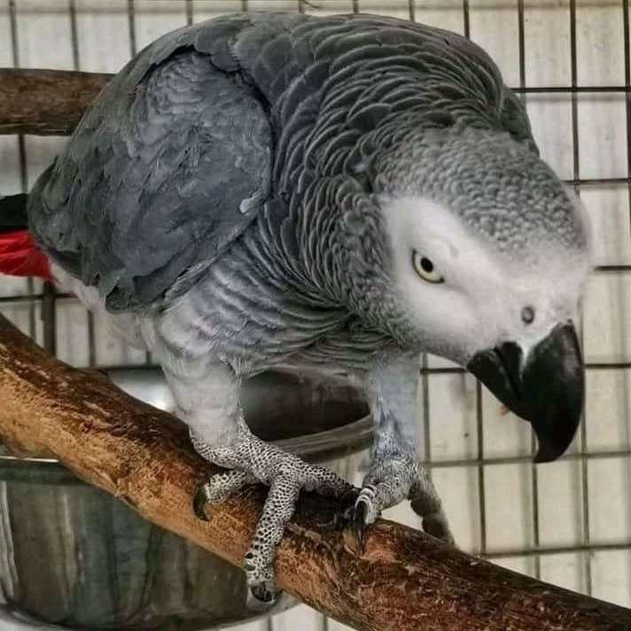 African Grey parrots for sale in North Carolina