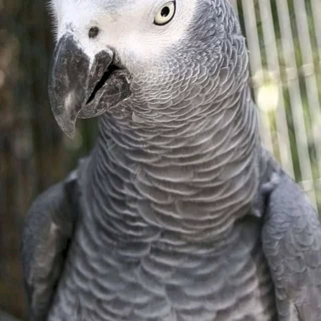 Timneh African Grey parrots for sale in Hawaii