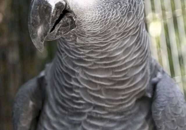 Talking African Grey parrots for sale South Dakota