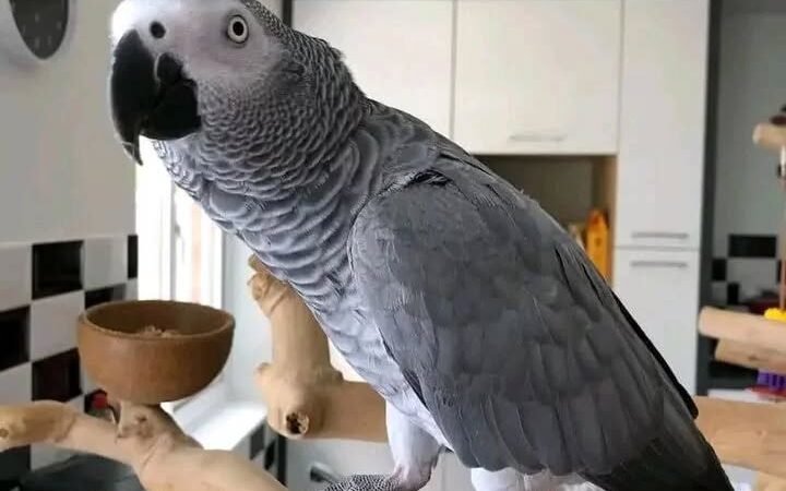 African Grey parrots for sale in New Jersey