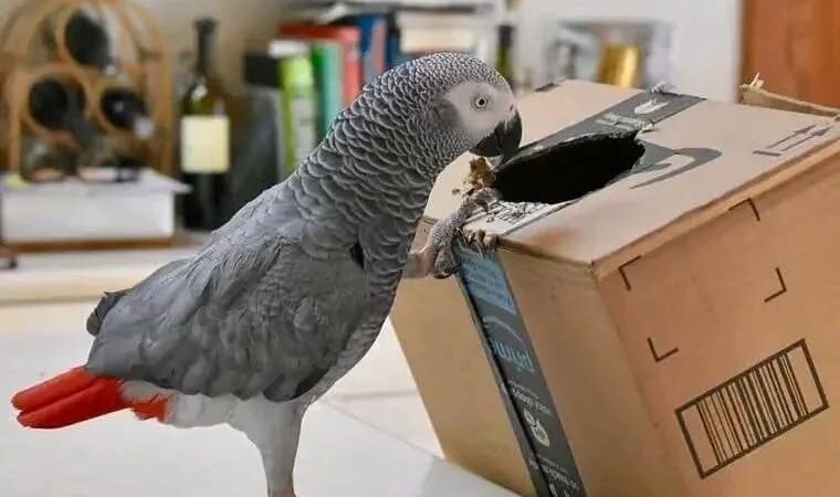 African Grey parrots for sale in Nevada