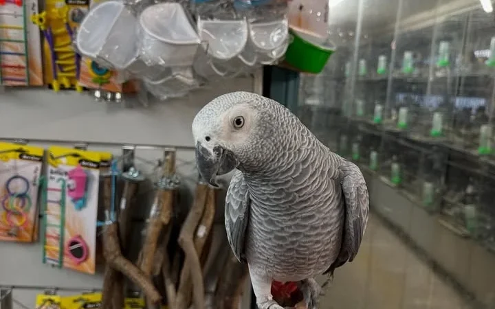 Congo African Grey parrots for sale in North Carolina