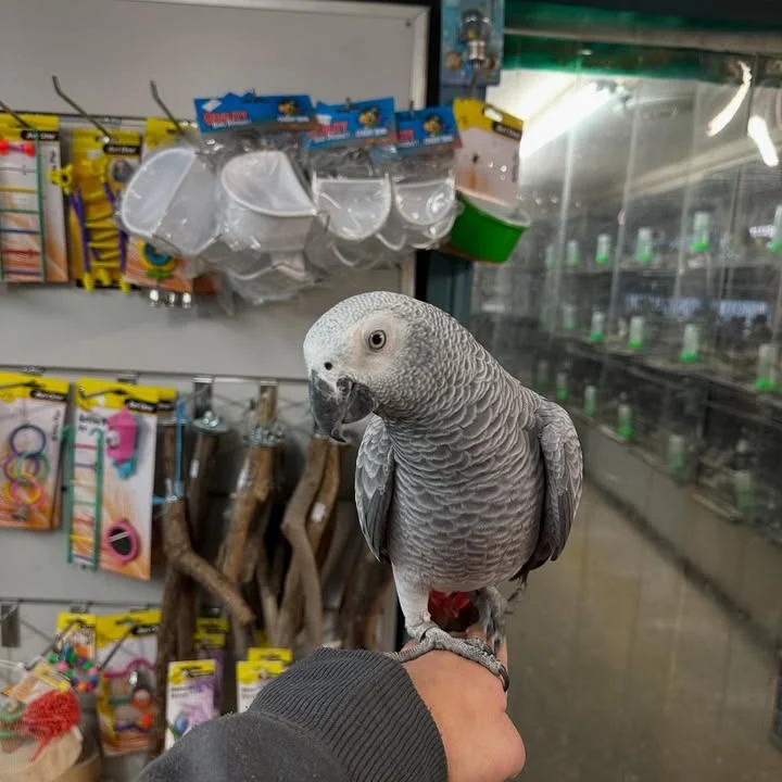 What do African Grey Parrots eat