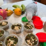 African Grey Parrots For Sale Near Me