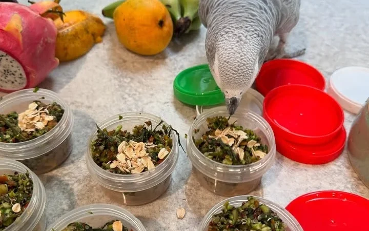 African Grey parrots in Puerto Rico