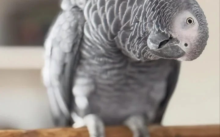 Congo African Grey parrots for sale in Montana