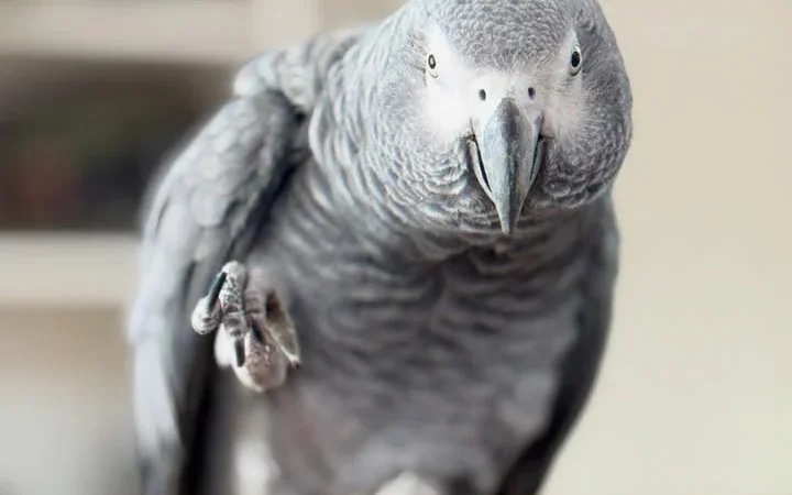 Congo African Grey parrots for sale in Nebraska
