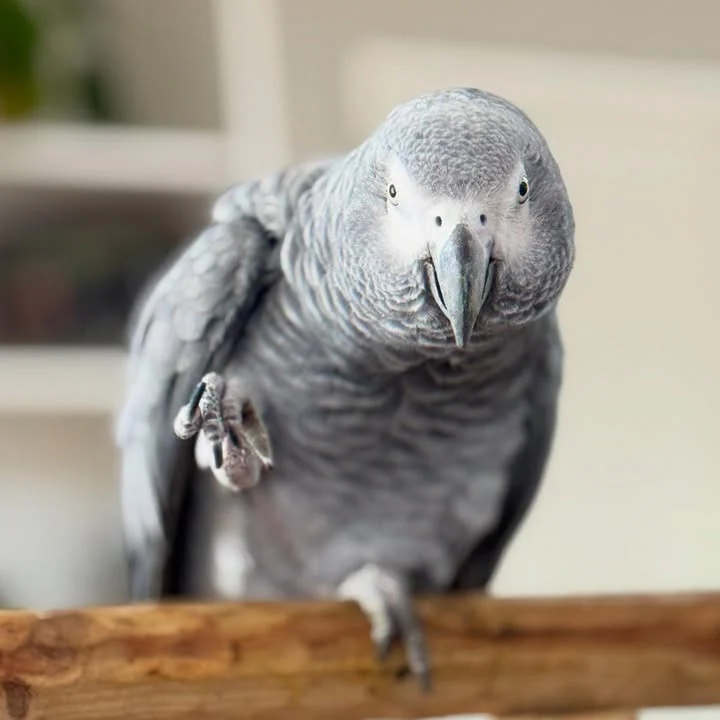 How big do African Grey Parrots get