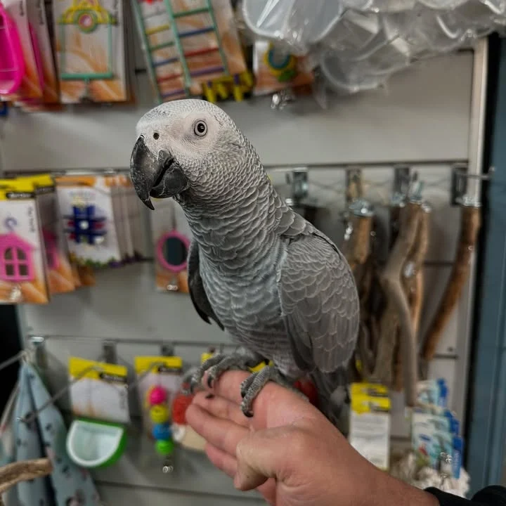 How can I tell the difference between a Congo and a Timneh African Grey