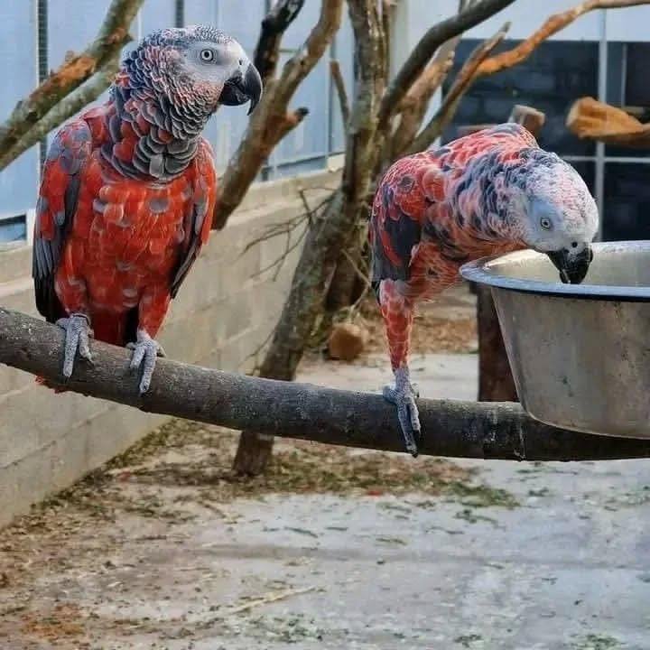 Cameroon African Grey parrots for sale Vermont