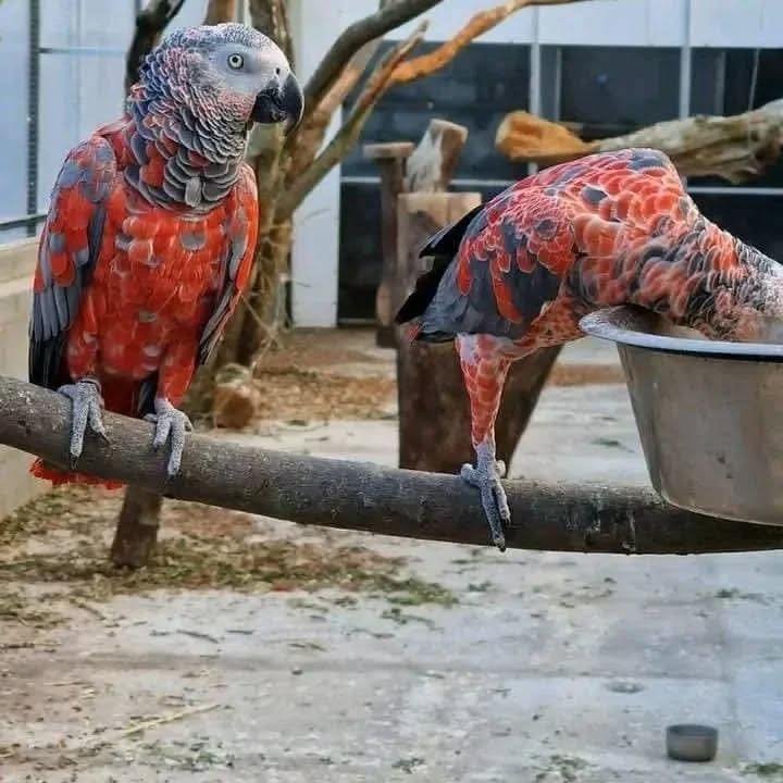 African Grey parrots in Alaska