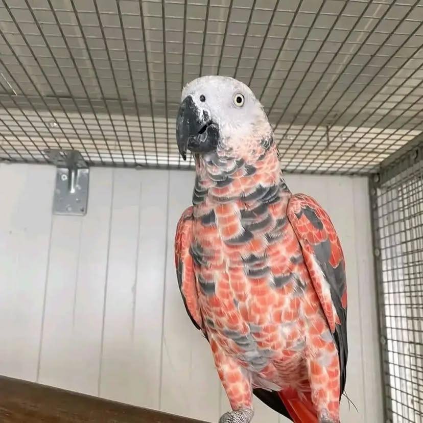African Grey parrots in Arizona