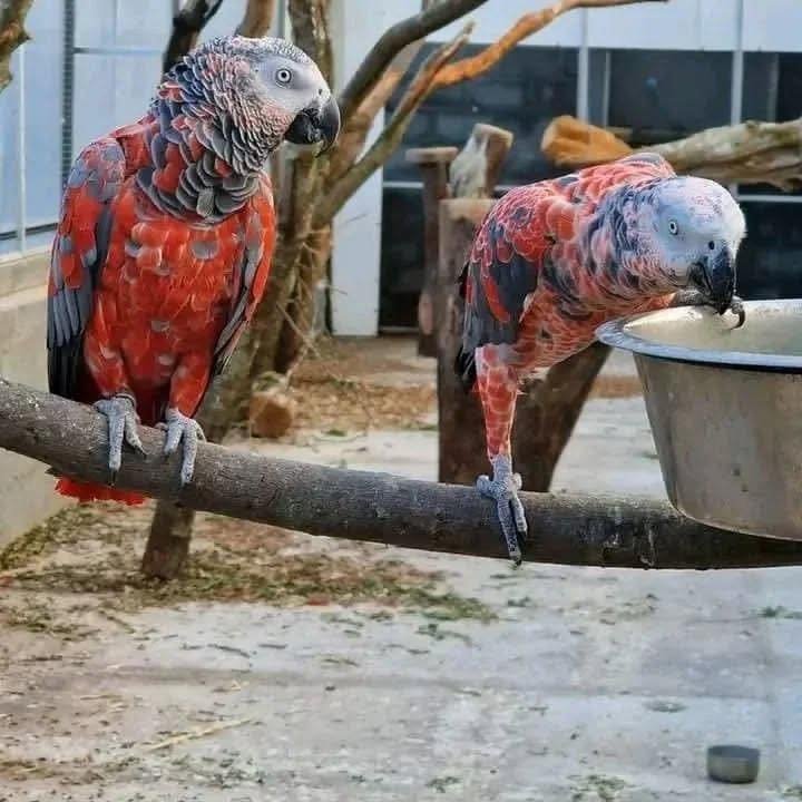 African Grey parrots in Arkansas
