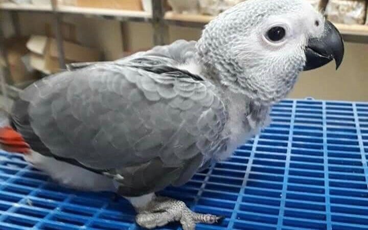 Cameroon African Grey parrots for sale Missouri