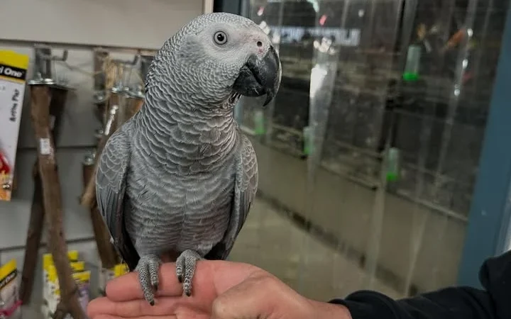 Cameroon African Grey parrots for sale New York