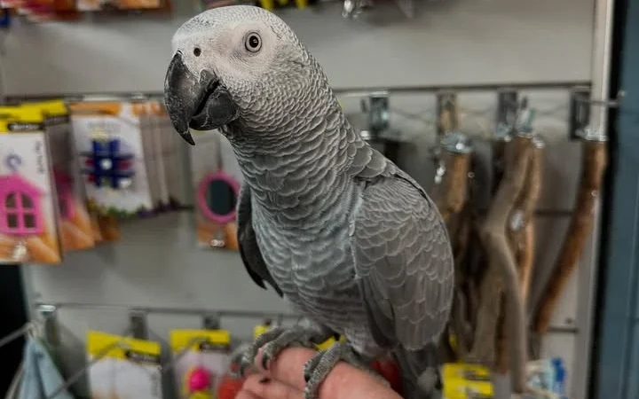 Cameroon African Grey parrots for sale North Carolina