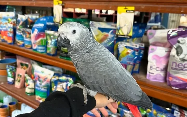Cameroon African Grey parrots for sale North Dakota