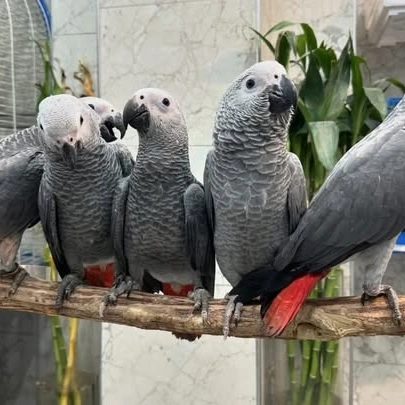 Cameroon African Grey parrots for sale Nevada