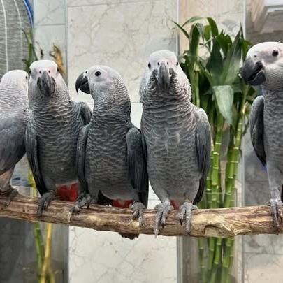 Cameroon African Grey parrots for sale Montana