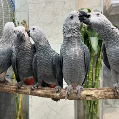 Cameroon African Grey parrots for sale Nebraska
