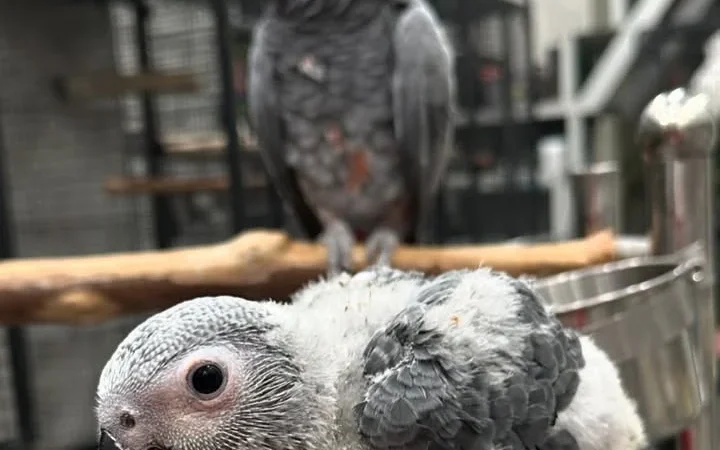 Cameroon African Grey parrots for sale New Hampshire