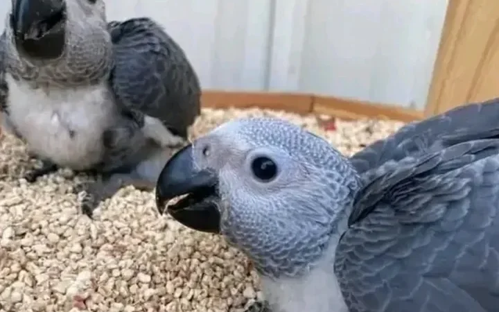 Cameroon African Grey parrots for sale New Jersey
