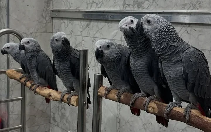 African Greys in Tennessee