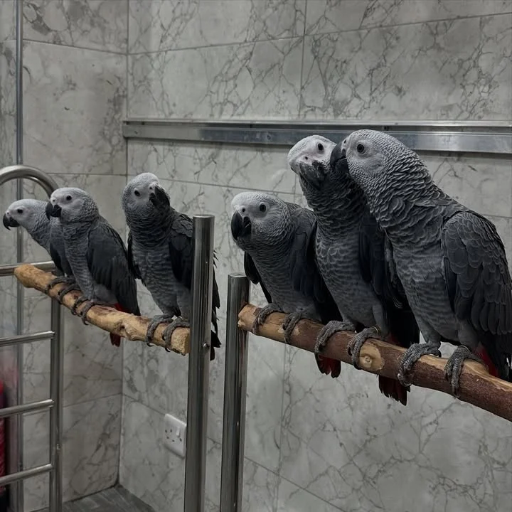 African Greys in Tennessee