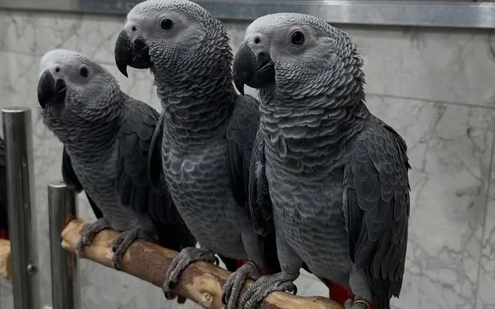 African Greys in South Dakota