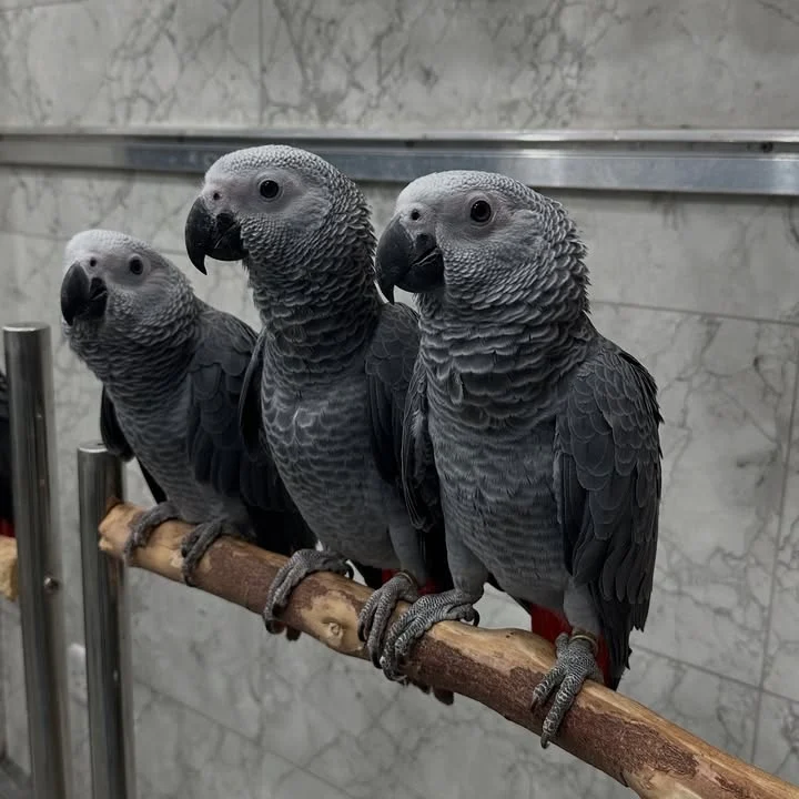 African Greys in South Dakota