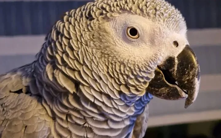 African Greys in Texas