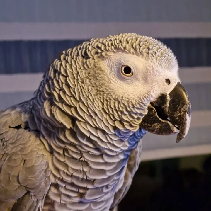African Greys in Texas
